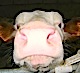 Avatar de l’utilisateur