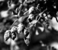 1 5 3 Hop types1.jpg